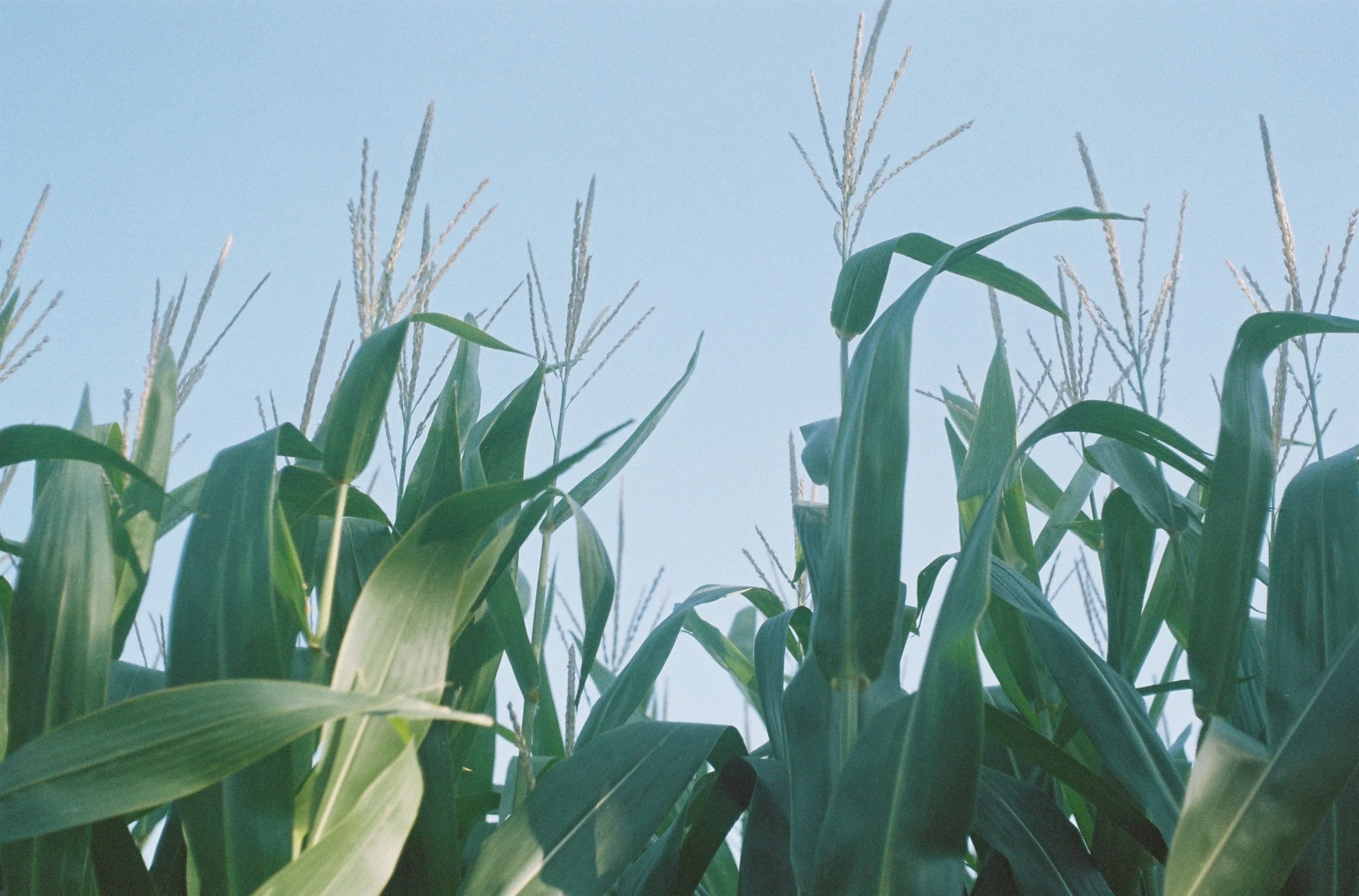 Photo: cornfield